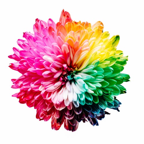 Blume